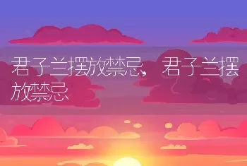 君子兰摆放禁忌