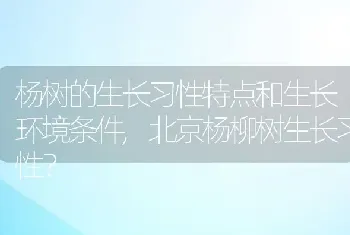 北京杨柳树生长习性