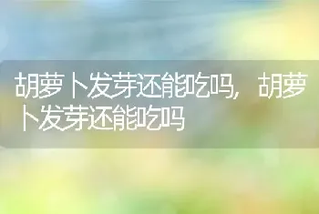 父亲节送什么花