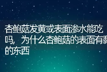 杏鲍菇发黄或表面渗水能吃吗