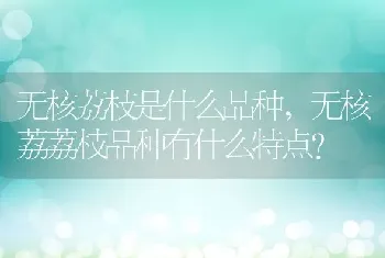 无核荔荔枝品种有什么特点