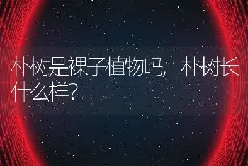 朴树长什么样