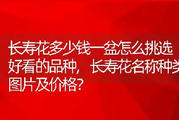 长寿花名称种类图片及价格