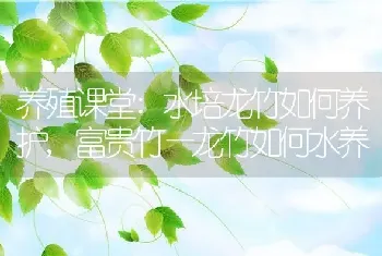 养殖课堂:水培龙竹如何养护