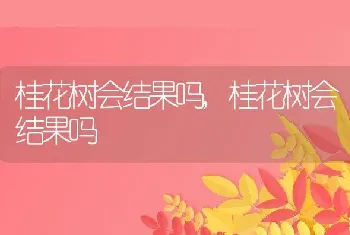 桂花树会结果吗