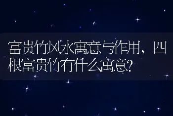 四根富贵竹有什么寓意