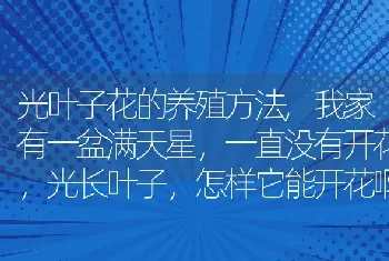 我家有一盆满天星，一直没有开花，光长叶子