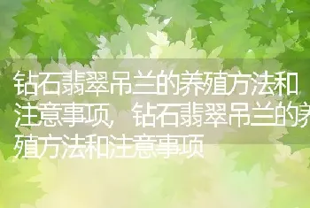 钻石翡翠吊兰的养殖方法和注意事项