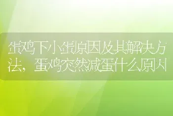 蛋鸡下小蛋原因及其解决方法