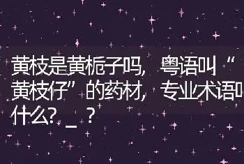 专业术语叫什么？