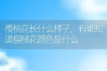 樱桃花长什么样子