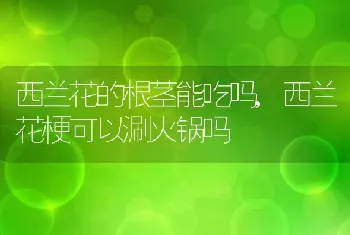 口蘑伞下黑色绒毛可以吃吗