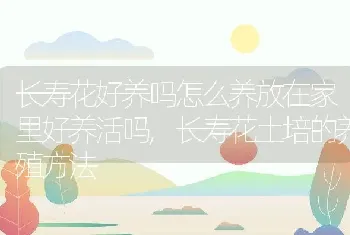 长寿花好养吗怎么养放在家里好养活吗