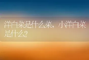 小洋白菜是什么