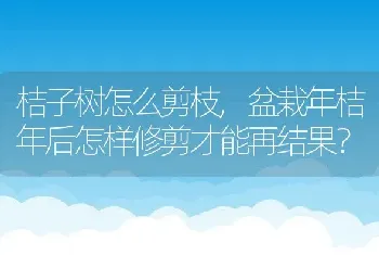 盆栽年桔年后怎样修剪才能再结果