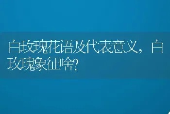 白玫瑰象征啥