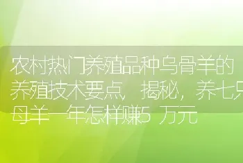 农村热门养殖品种乌骨羊的养殖技术要点