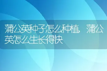 蒲公英种子怎么种植