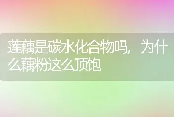 莲藕是碳水化合物吗