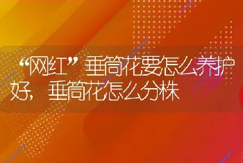 “网红”垂筒花要怎么养护好