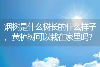 黄栌树可以栽在家里吗