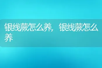 银线蕨怎么养