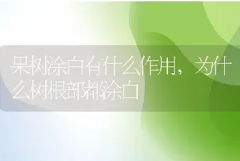 果树涂白有什么作用