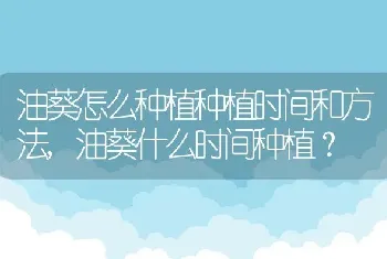 油葵什么时间种植