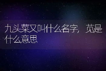 九头菜又叫什么名字