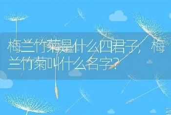 梅兰竹菊叫什么名字