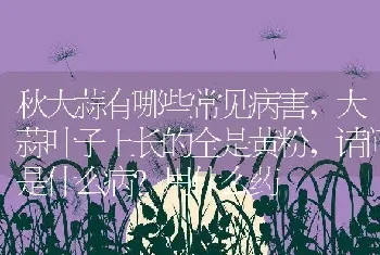 藏红花怎么泡效果最好