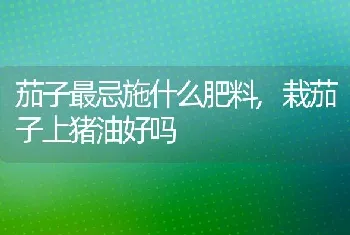 茄子最忌施什么肥料