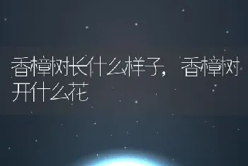 香樟树长什么样子