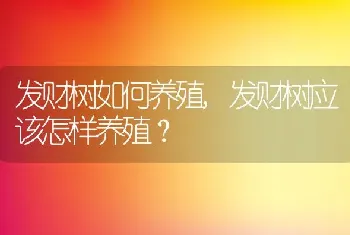 发财树应该怎样养殖