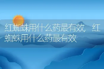 红蜘蛛用什么药最有效