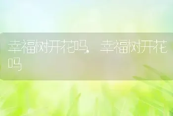 幸福树开花吗