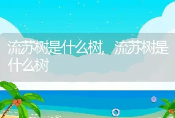 流苏树是什么树