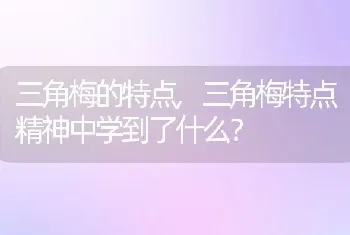 三角梅特点精神中学到了什么