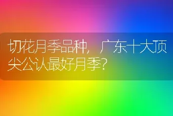 广东十大顶尖公认最好月季