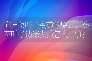 葵花叶子边缘发黄怎么回事