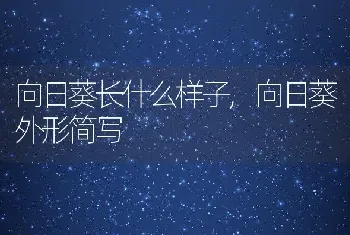 向日葵长什么样子