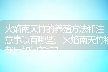 火焰南天竹移栽后如何养护