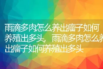 雨滴多肉怎么养出瘤子如何养殖出多头