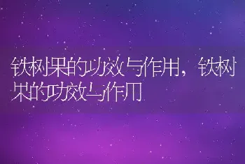 铁树果的功效与作用