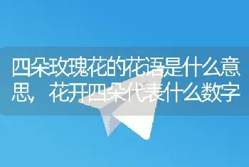 四朵玫瑰花的花语是什么意思