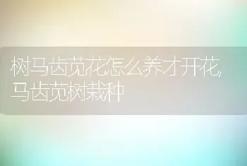 树马齿苋花怎么养才开花