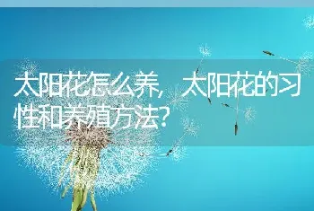 太阳花的习性和养殖方法