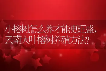 云南大叶榕树养殖方法