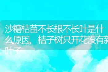 沙糖桔苗不长根不长叶是什么原因