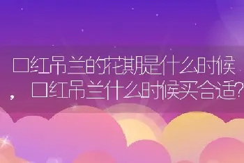 口红吊兰什么时候买合适